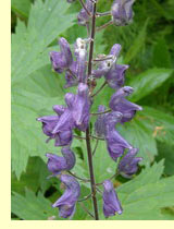 Аконит (борец аптечный) (Aconitum exelsum Rohb) Аконит (борец аптечный) (Aconitum exelsum Rohb)